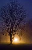 Foggy Lockstation Trees_19865-77